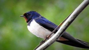 Занятие 21.  Откуда прилетели ласточки.mp4