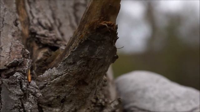 Fomes fomentarius L Fr 1849 смотреть онлайн