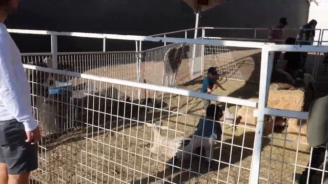 ВЛОГ 17 | Как Американцы украшают дома на Хэллоуин 2021 | Лос Анджелес | Зачем столько тыкв ? смотреть онлайн