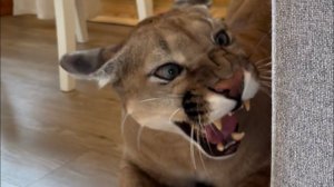 Пума Месси играет в прятки с Сашей! Месси как человек пьёт воду из стакана!