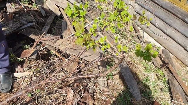 КОЗА СЪЕЛА ТЮЛЬПАНЫ/ПОДСТРИГАЮ КОПЫТА/ЗАГОН ДЛЯ КОЗЫ/ДЕНЬ ПОБЕДЫ смотреть онлайн