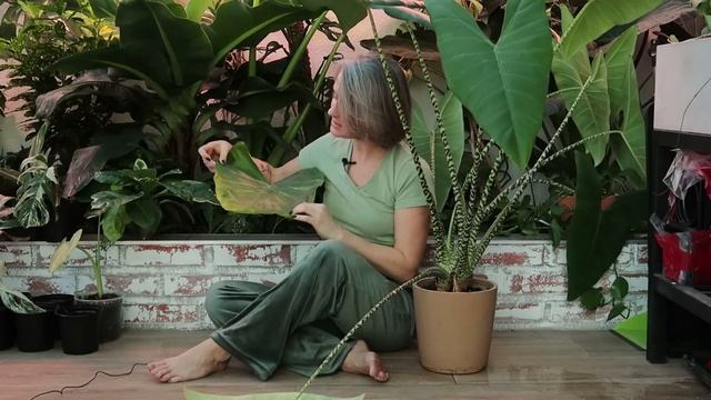 Всё про алоказии в вашем доме