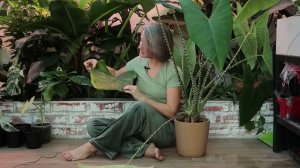 Всё про алоказии в вашем доме