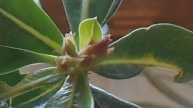 Адениум. Мало места. Неудачный горшок смотреть онлайн