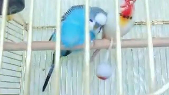 Попугай спит| Parrot is sleeping смотреть онлайн