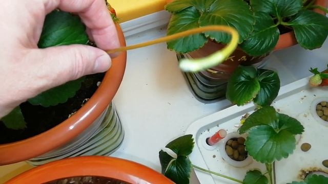 Выращивание клубники земляники дома на окне 24 02 20 смотреть онлайн