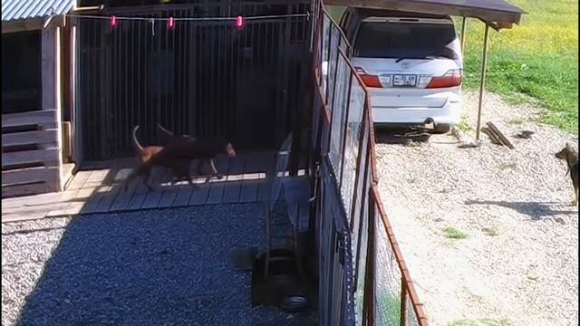 Питбуль Муса и Спайк не могут поделить лидерство...Разборки питбулей. Питбуль драка. смотреть онлайн