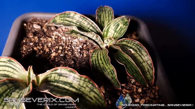 Sansevieria 'Cleopatra', Wunderschöne Hybride