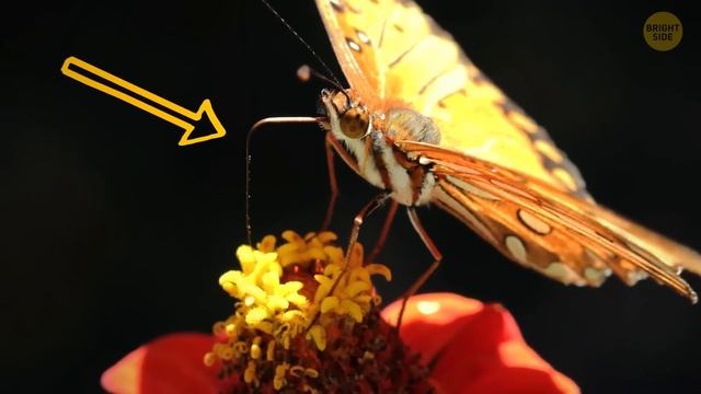 Even Biggest Bug Lover Doesn't Know These Facts смотреть онлайн