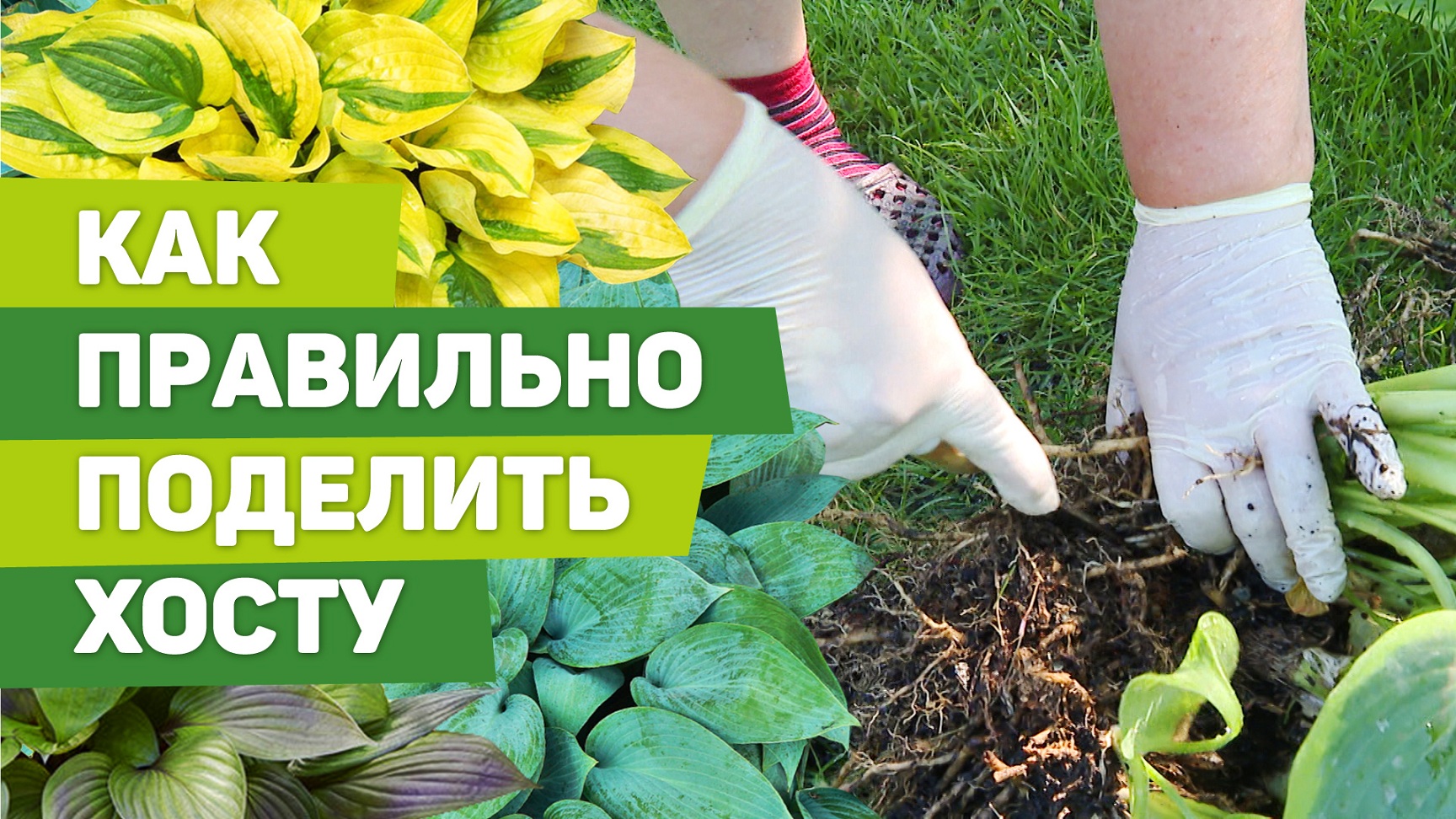 Правила деления хосты. Способ размножения растений от опытного садовода смотреть онлайн