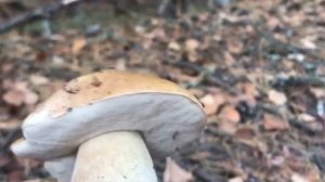 Белые грибы в Орехово-Зуевском районе ч.2