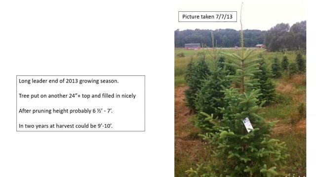 Everything You Need To Know About Christmas Tree Growth смотреть онлайн