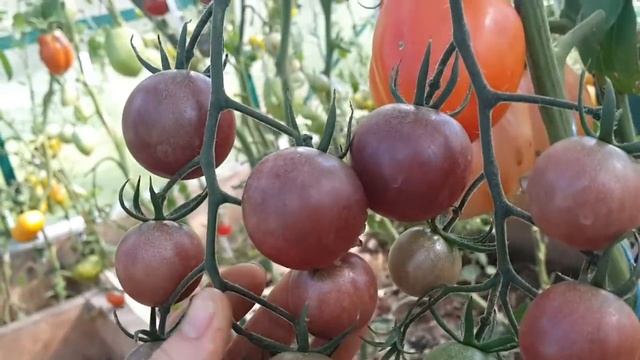 Большой сбор томатов в теплице. Общий обзор томатов участка 2018.08.10. Часть 2 смотреть онлайн