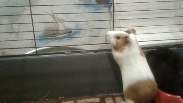 Всё то что можно давать морским свинкам и нельзя смотреть онлайн