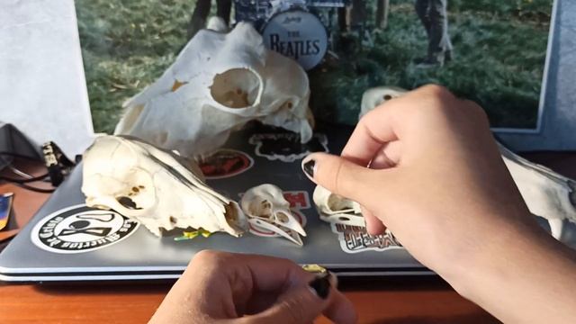 Обзор на коллекцию черепов, а также сравнение собачьего и лисьего черепов смотреть онлайн