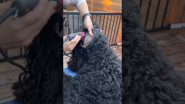Grooming BRT - ear shaving (blade #10) Black Russian Terrier смотреть онлайн