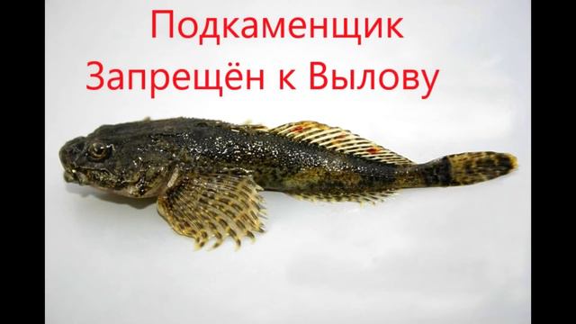 Запрещённая рыба к Вылову в РФ смотреть онлайн
