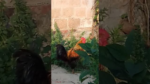 Два петуха в одном курятнике ! смотреть онлайн