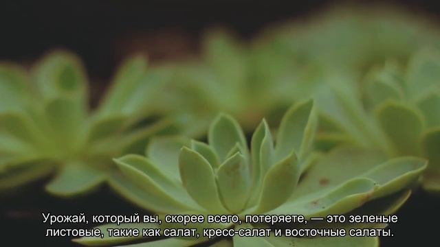 Работы непочатый край: как быстрее закончить дачный сезон и улететь в отпуск смотреть онлайн