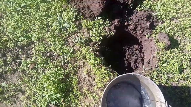 ПОСАДКА ХРИЗАНТЕМЫ ОСЕНЬЮ.КАК ДЕЛАЮ ЭТО Я.КОРЕЙСКАЯ ХРИЗАНТЕМА. смотреть онлайн