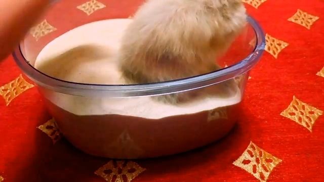 Купание сирийского хомяка в песке! смотреть онлайн