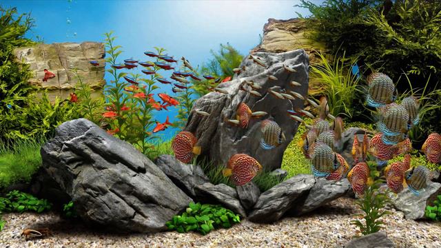 Dream Aquarium - Mixed #3 (4K) смотреть онлайн