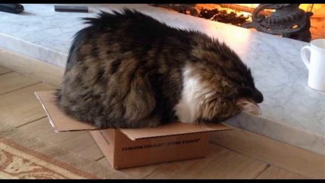 208. Я - кот, мне так удобно (выпуск 11). Забавные картинки про котов