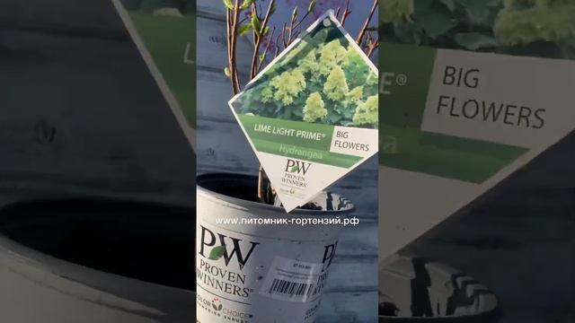 Hydrangea Limelight Prime®Гортензия Limelight Prime® не просто новая – она еще лучше!