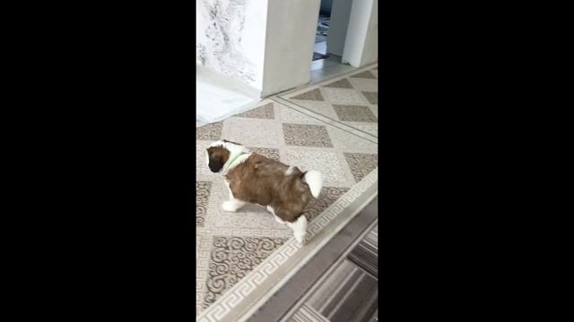 Кобель зелёный ошейник (33 дня) Щенки сенбернара +79171154106 Male (33 days old) green collar смотреть онлайн