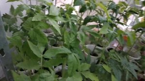 ПОДКОРМКА РАССАДЫ. СУСПЕНЗИЯ ХЛОРЕЛЛЫ