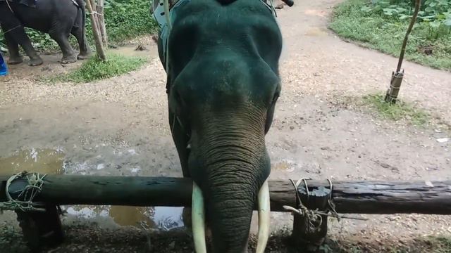 Кормление слона