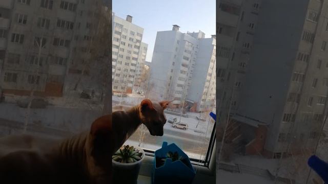 Снежинки в окне. Моя кошечка Сфинкс, наблюдает как падает снег смотреть онлайн