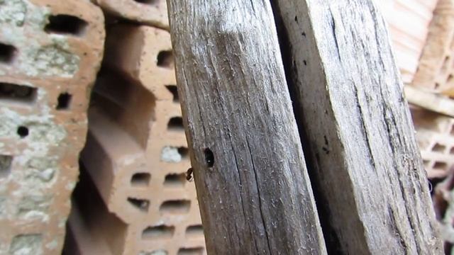 Dolichoderus смотреть онлайн