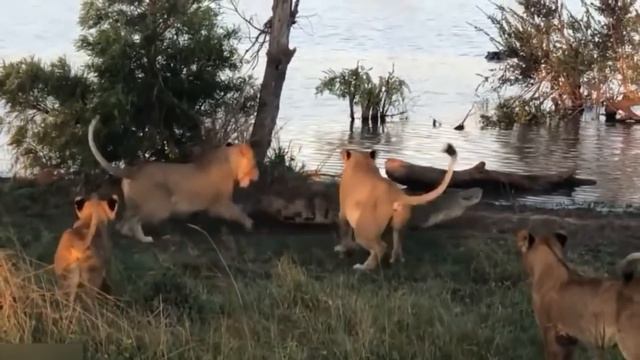 Сумасшедшие Битвы Львов и Крокодилов. смотреть онлайн