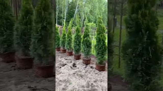 Посадка Туй из горшка на участке. Питомник туй Москва. смотреть онлайн