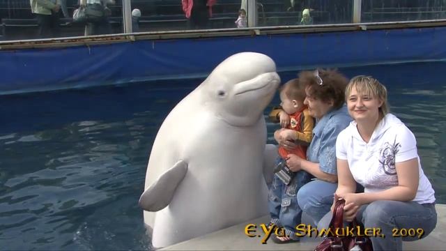 Дельфинарий / Dolphinarium, HD смотреть онлайн