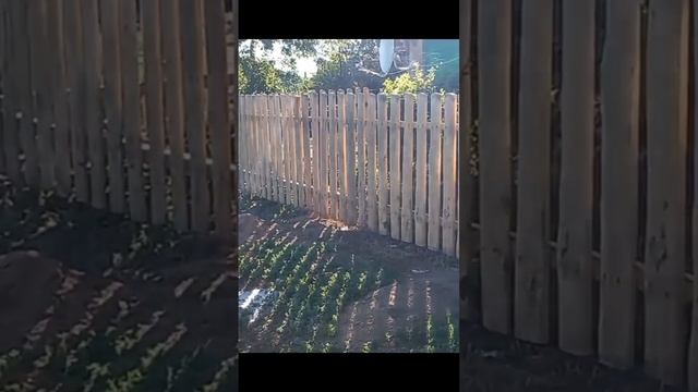 бюджетный забор из горбыля смотреть онлайн