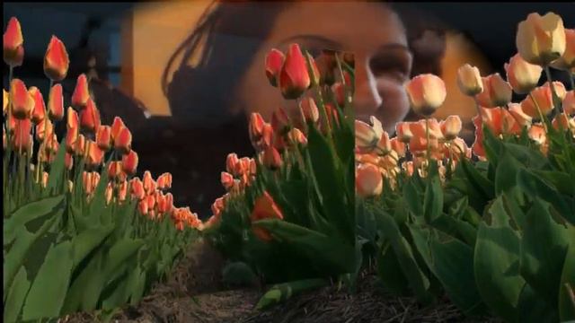 cveti-tyulpani i maya semya .avi.mpg смотреть онлайн