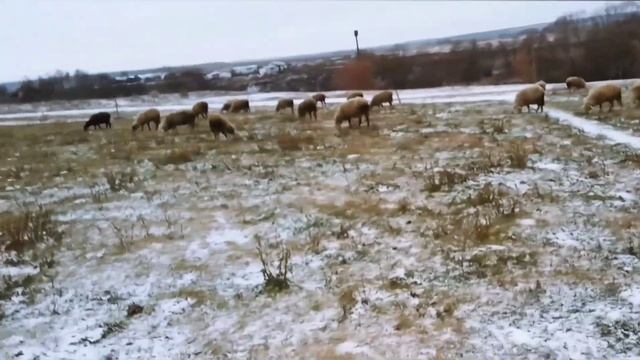Зимний рацион овец|Кормление овец в зимний период|Овцеводство как бизнес смотреть онлайн