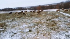 Зимний рацион овец|Кормление овец в зимний период|Овцеводство как бизнес