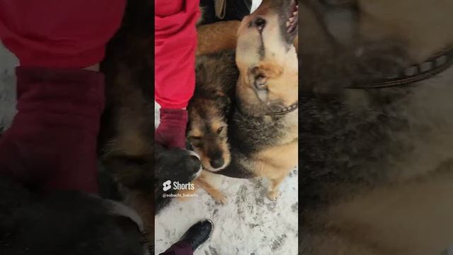 Пирожочки ?