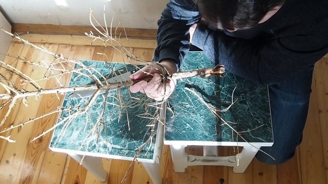 ПУСТИТ ЛИ ЁЛКА КОРНИ? смотреть онлайн