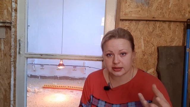 ПЕРВЫЕ СУТКИ БРОЙЛЕРА|ПОЕНИЕ|КОРМЛЕНИЕ|ТЕМПЕРАТУРА смотреть онлайн