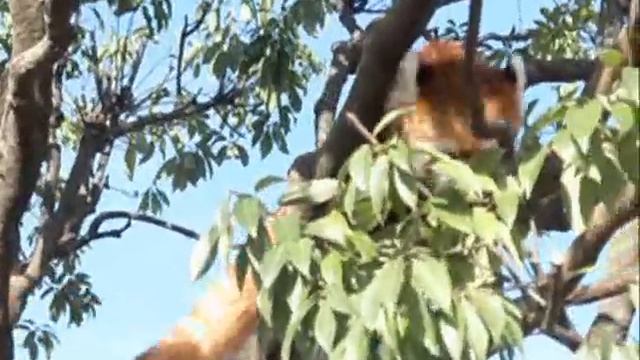 Ailurus fulgens смотреть онлайн