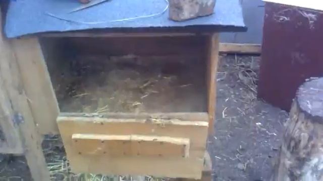 кролики французкий баран, мои планы и новые покупки, кролик на продажу смотреть онлайн