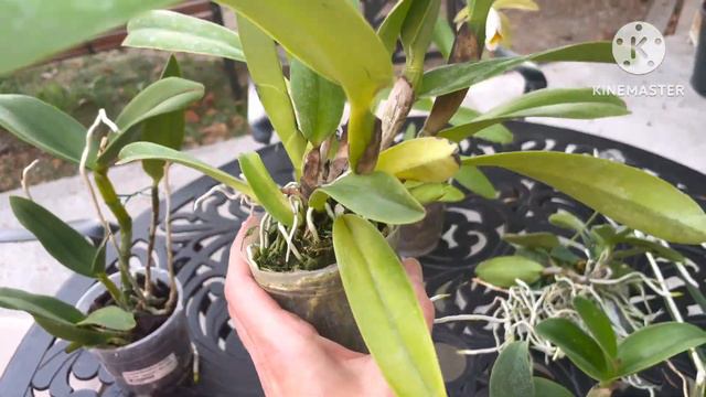 Новинки орхидей, на что обратить внимание при выборе орхидеи, теплица Giulio Celandroni Orchidee смотреть онлайн