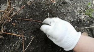 Подкормка клематисов весной?