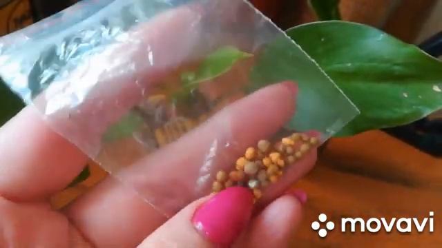 Распаковка посылки с новичками ??филодендрон кобра. ???Филодендрон принц оранж?? смотреть онлайн