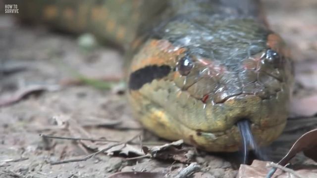How to Survive an Anaconda Attack смотреть онлайн