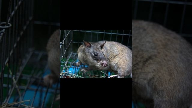Гамбийская крыса смотреть онлайн